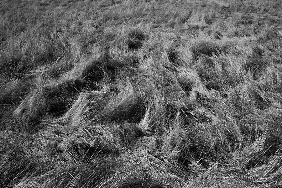 Infrared Image of Wild and Windblown Grasses on the California Coast.